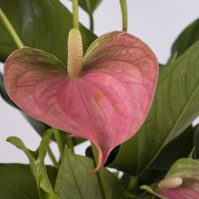 Load image into Gallery viewer, Anthurium, asst