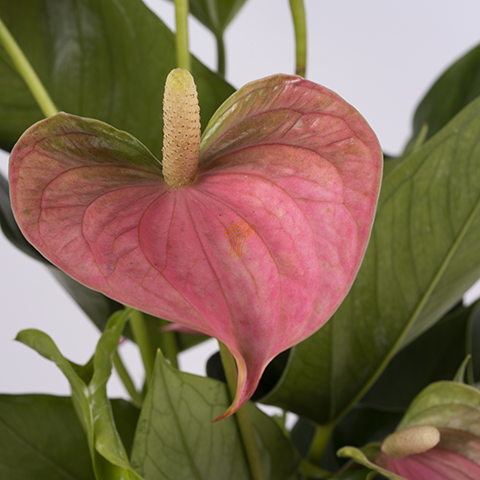 anthurium asst Anthurium, asst