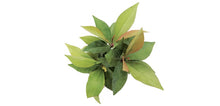 Load image into Gallery viewer, Red Ardisia 4"