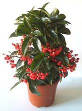 Load image into Gallery viewer, Red Ardisia 4"