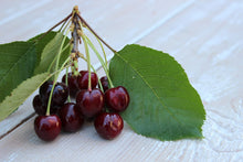 Load image into Gallery viewer, Cherry, Regina semidwarf 7 gallon