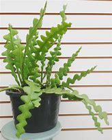 Load image into Gallery viewer, Ric Rac Cactus hanging basket