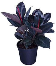 Load image into Gallery viewer, Rubber Plant