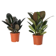 Load image into Gallery viewer, Rubber Plant