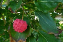 Load image into Gallery viewer, Cornus kousa 'Milky Way' (White Kousa Dogwood) 7 gallon