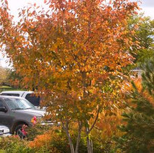 Load image into Gallery viewer, Amelanchier (Shadblow Serviceberry) 'Autumn Brilliance'