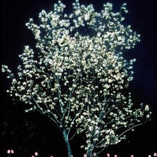 Load image into Gallery viewer, Amelanchier (Shadblow Serviceberry) 'Autumn Brilliance'