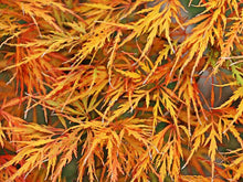 Load image into Gallery viewer, Acer palmatum dissectum ‘Viridis’ (Cutleaf Japanese Maple) 5 gallon