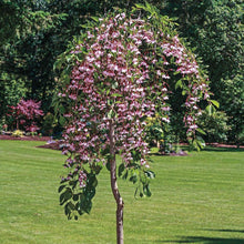 Load image into Gallery viewer, Styrax japonicus 'Marley's Pink' (Japanese Snowbell) 7 gallon