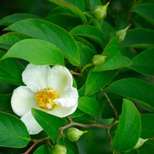 Load image into Gallery viewer, Stewartia pseudocamillia 15 gallon (Japanese Stewartia)