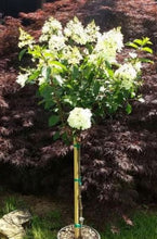 Load image into Gallery viewer, Hydrangea paniculata 'Vanilla Strawberry' 10 gallon tree form