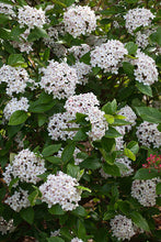 Load image into Gallery viewer, Viburnum x burkwoodii 3 gal