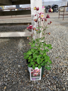 Aquilegia (Columbine) 'Winky Double Red & White' 1.5 gal