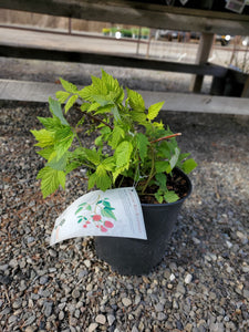 Raspberry, Red Caroline 2 gal