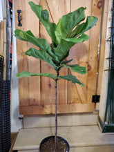 Load image into Gallery viewer, Ficus Lyrata 10&quot;
