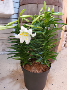 Easter Lily 10"
