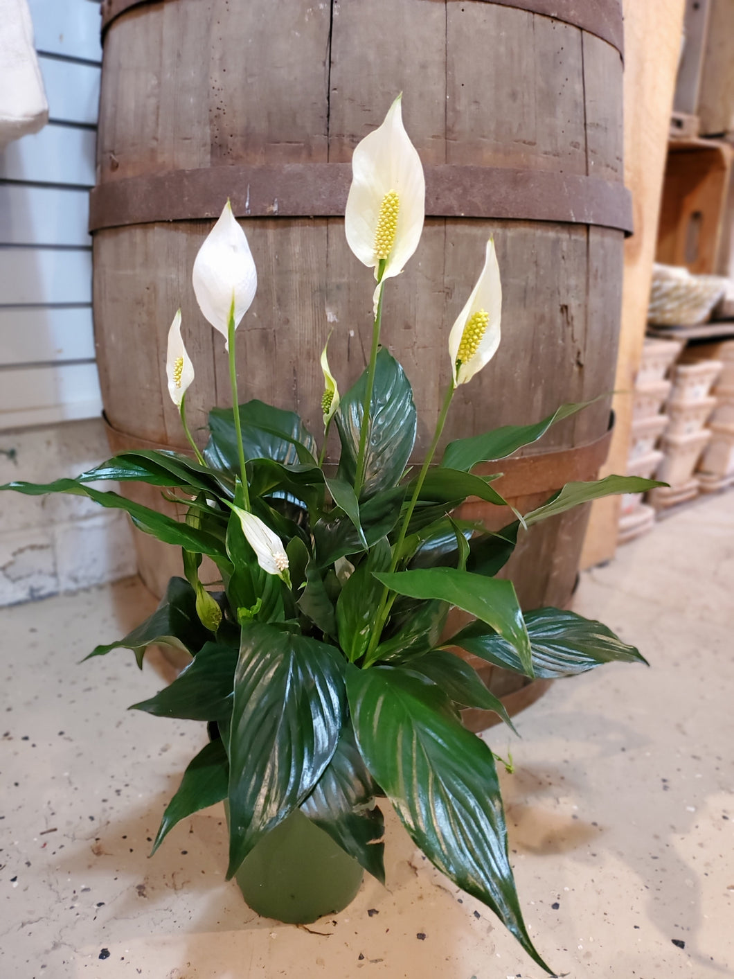 Peace Lily 6