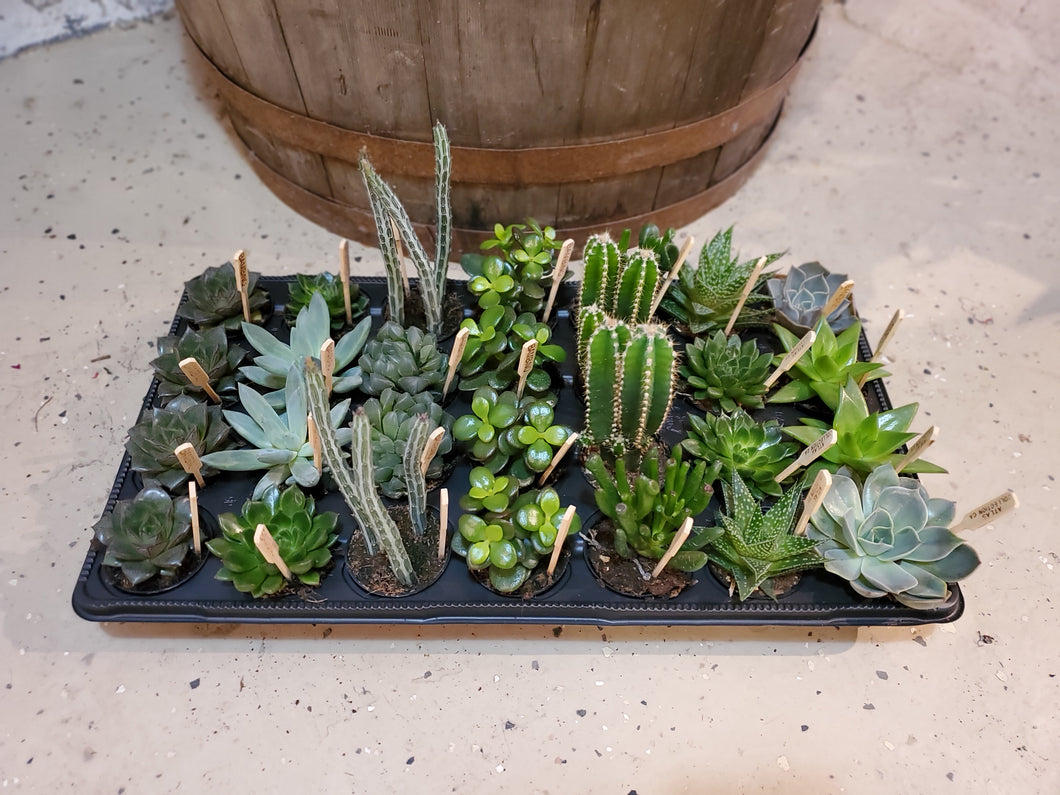 Succulents & Cacti, assorted