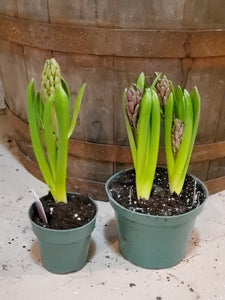 Hyacinth, assorted