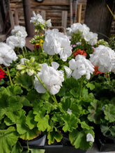 Load image into Gallery viewer, Geranium 4&quot; Growers Choice
