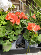 Load image into Gallery viewer, Geranium 4&quot; Growers Choice
