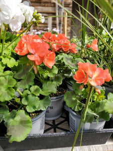 Geranium 4" Growers Choice