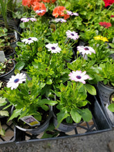 Load image into Gallery viewer, Osteospermum
