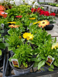 Osteospermum