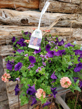 Load image into Gallery viewer, 12&quot; Annual Hanging Baskets
