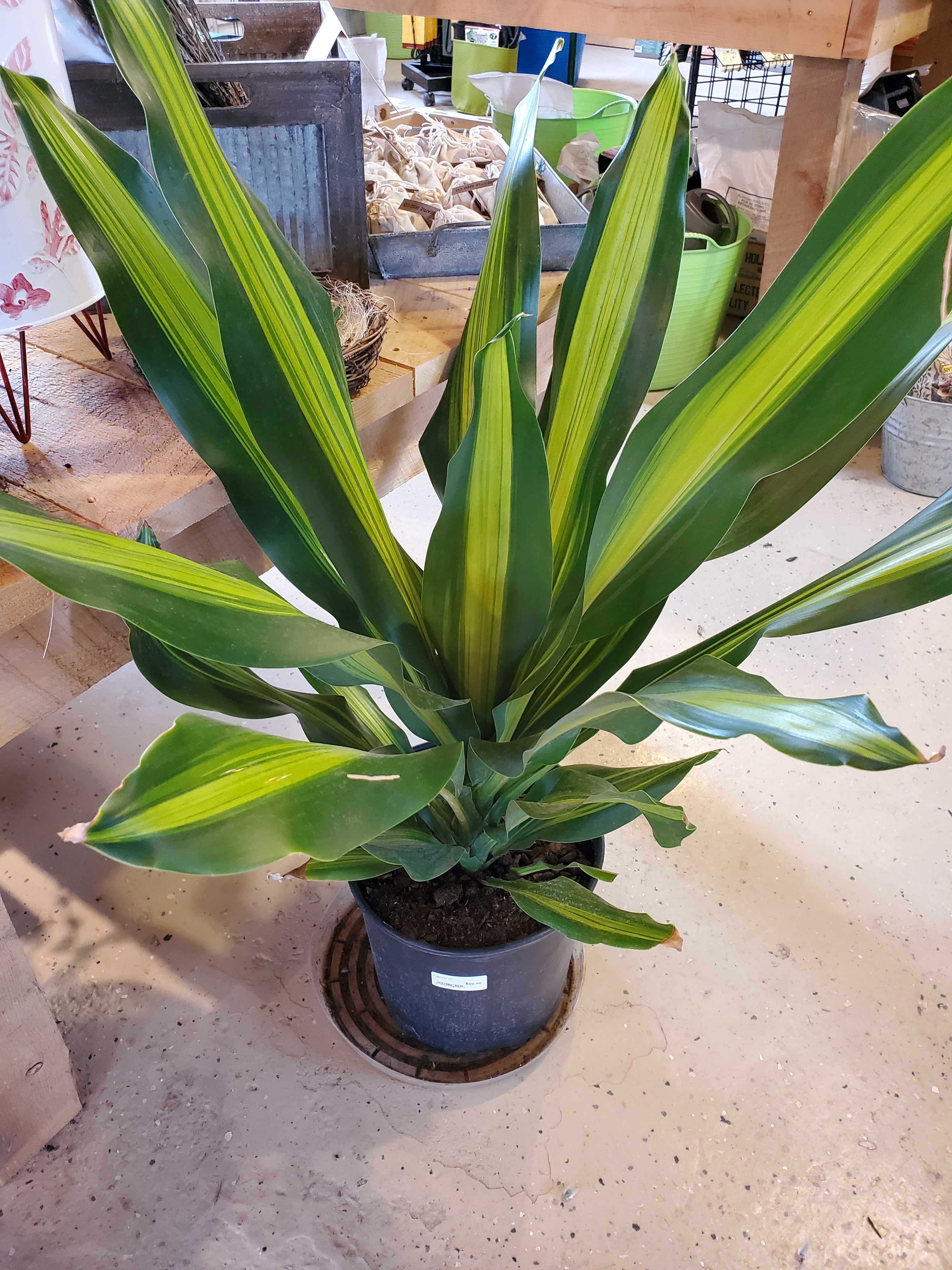 Dracaena, Giganta – Phantom 2 Go