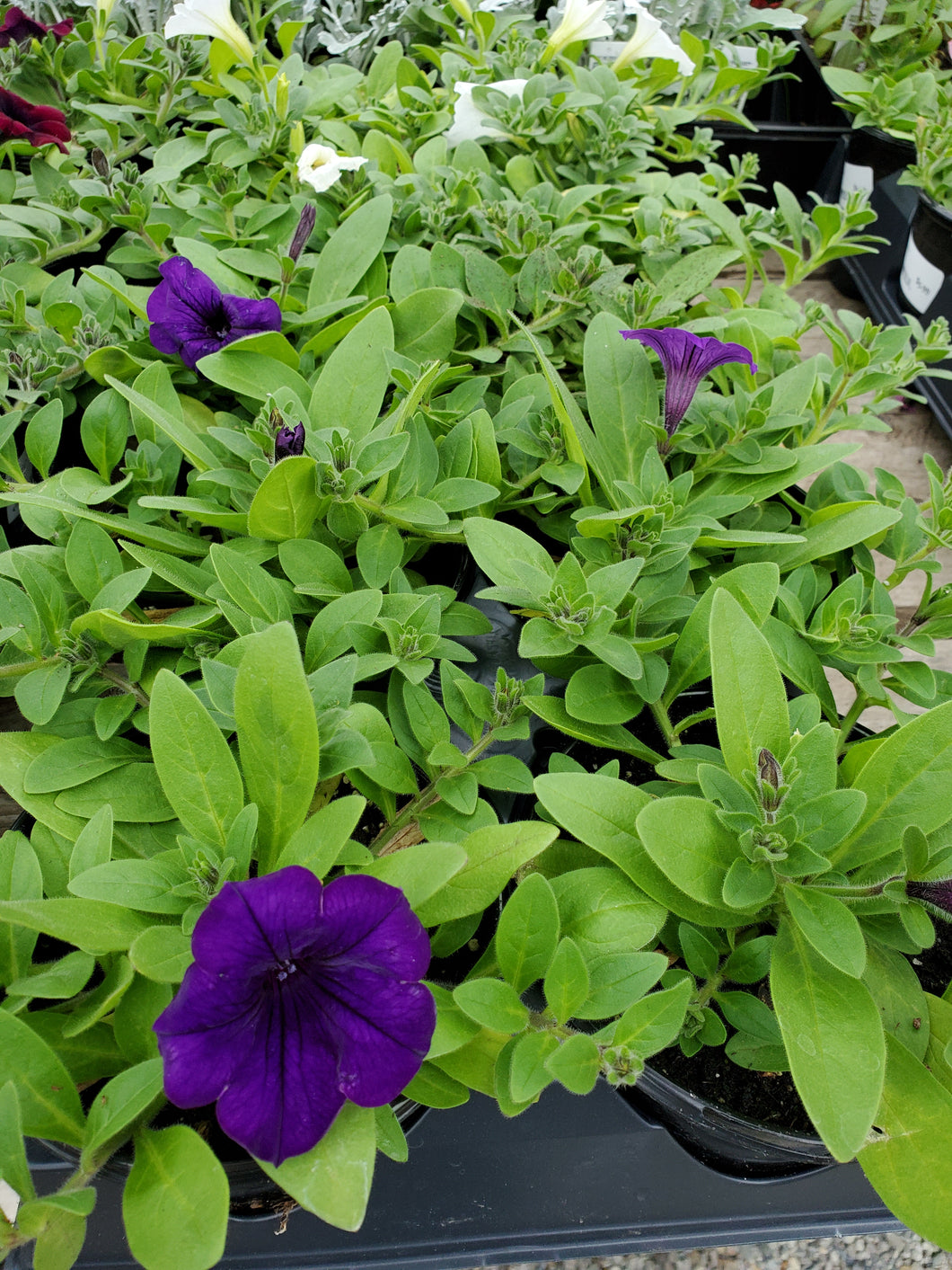 Wave Petunias 4.5