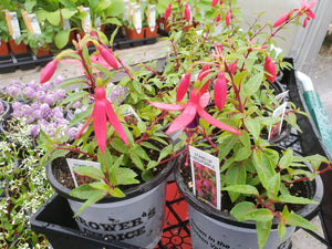 Fuchsia - Red/Purple Grower's Choice 4.5"