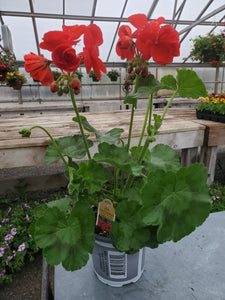 Geranium 4" Growers Choice