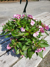 Load image into Gallery viewer, 10&quot; Hanging Baskets
