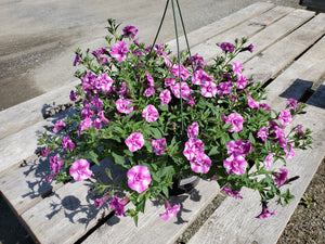 10" Hanging Baskets