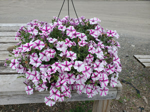 10" Hanging Baskets