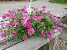 Load image into Gallery viewer, 12&quot; Annual Hanging Baskets
