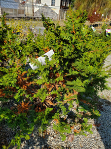 Chamaecyparis obtusa 'Filicoides' (Hinoki Cypress) 2.5 gallon