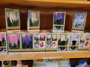 Hyacinth/Paperwhite Gift Box