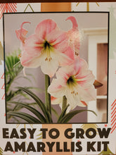 Load image into Gallery viewer, Amaryllis Gift Box
