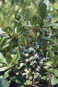 Myrica pensylvanica (Bayberry) 5-6'