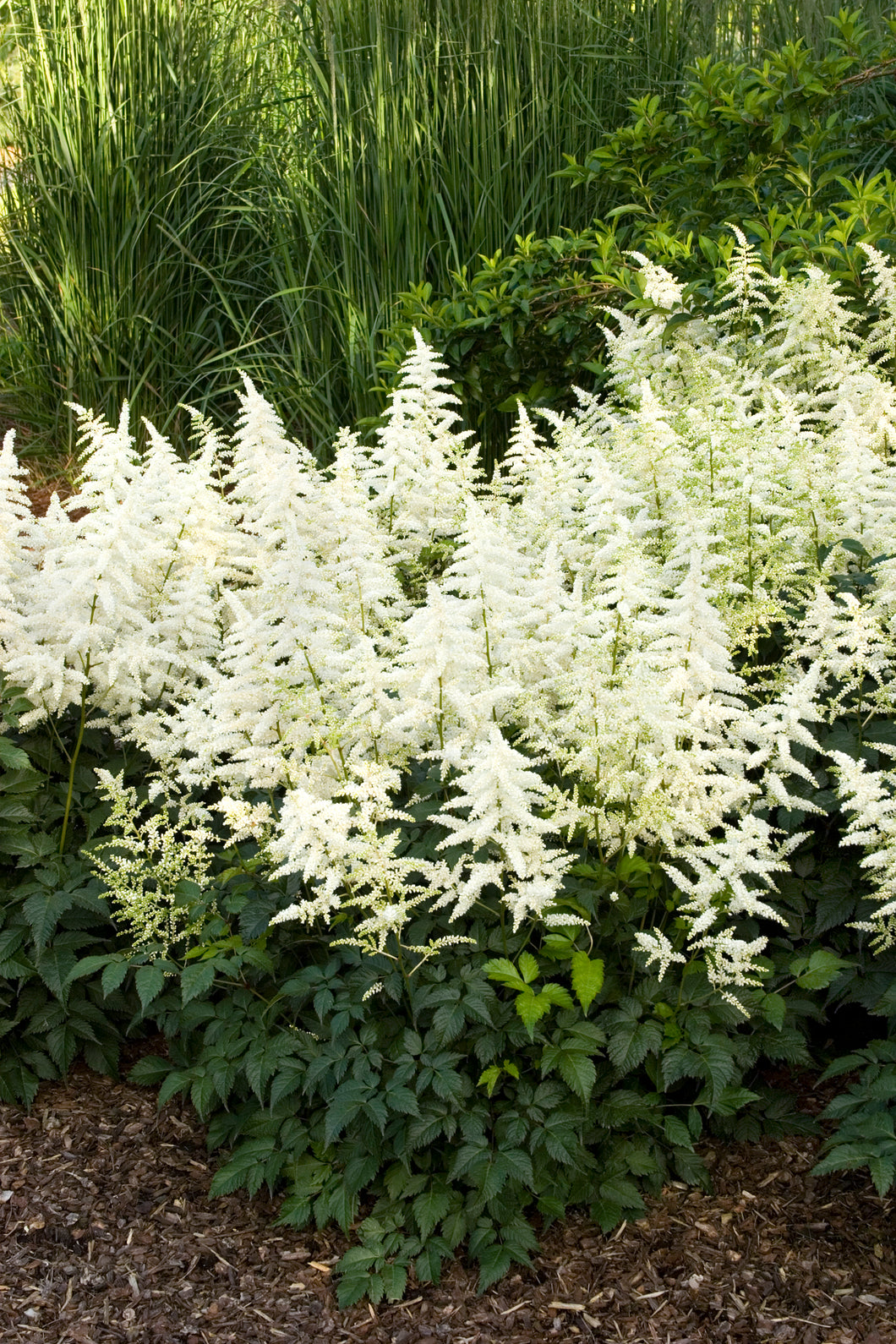 Astilbe x arendsii 'Bridal Veil' 2 gallon