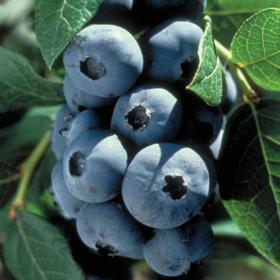 Blueberry, Earliblu 2 gallon