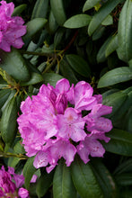 Load image into Gallery viewer, Rhododendron &#39;English Roseum&#39; 3 gallon
