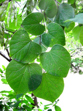 Load image into Gallery viewer, Cercis canadensis (Eastern Redbud) 10-12&#39;
