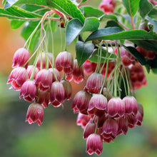 Load image into Gallery viewer, Enkianthus campanulatus &#39;Red Bells&#39; (Red Bells Enkianthus) 3 gallon
