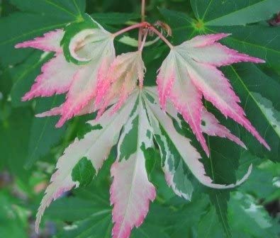 Acer palmatum ‘Orido Nishiki’ (Pink Variegated Japanese Maple) 7gallon 4-5'