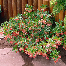 Load image into Gallery viewer, Enkianthus campanulatus &#39;Red Bells&#39; (Red Bells Enkianthus) 3 gallon

