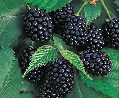 Blackberry, Chester Thornless 2 gallon