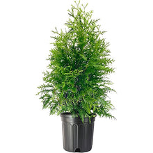 Load image into Gallery viewer, Thuja plicata &#39;Green Giant&#39; (Green Giant Arborvitae)
